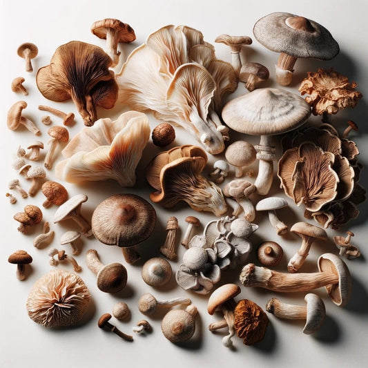 Hongos secos Quiero Natural