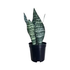 LENGUA DE SUEGRA ARTIFICIAL 27CM